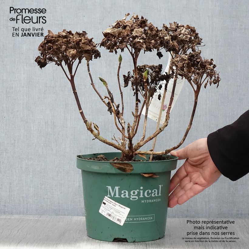 Hydrangea macrophylla Magical Amethyst 4L/5L pot sample as delivered in winter