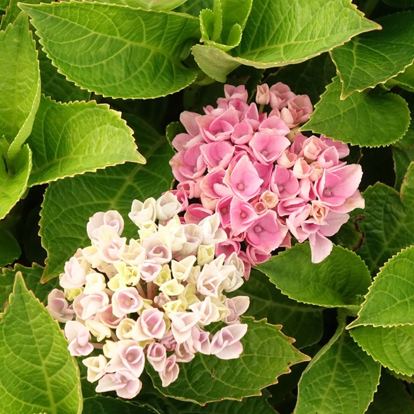 Hydrangea macrophylla Magical Coral (Flowering)