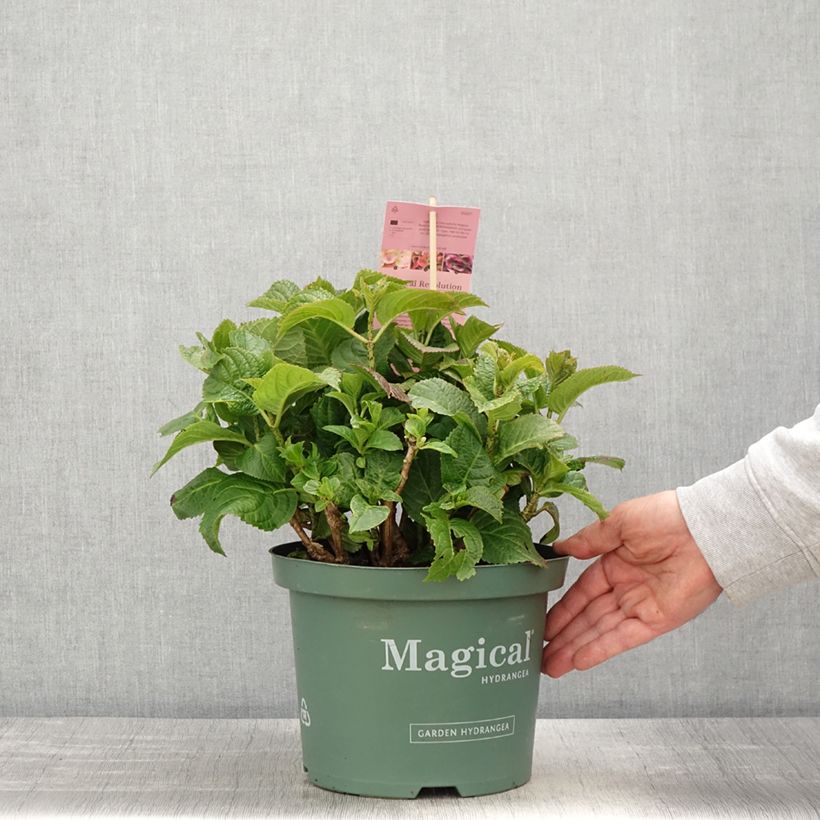 Hydrangea macrophylla Magical Coral 4L/5L pot sample as delivered in spring