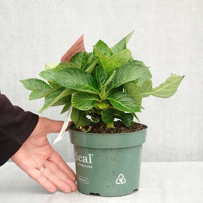 Hydrangea macrophylla Magical Revolution Pink 2L/3L pot sample as delivered in autumn