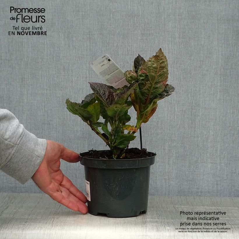 Hydrangea macrophylla Merveille Sanguine 2L/3L pot sample as delivered in autumn