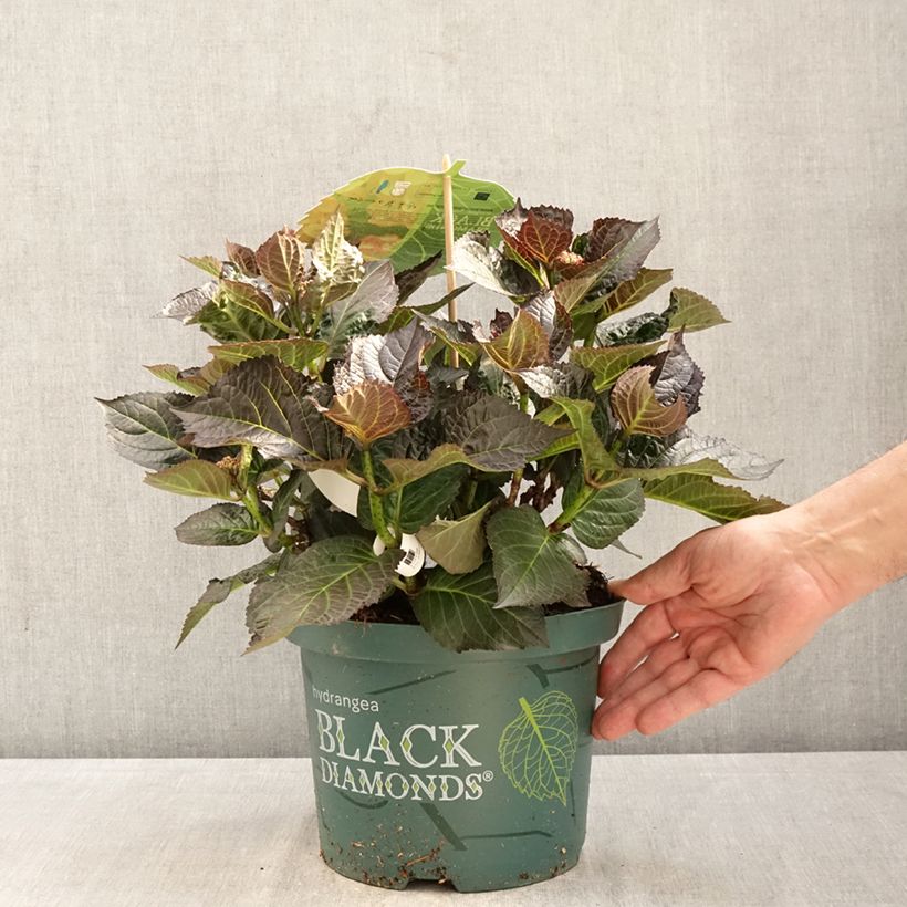 Hydrangea macrophylla Midnight Pearl - Mophead Hydrangea 4L/5L pot sample as delivered in spring