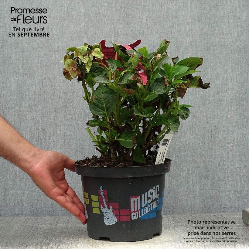 Hydrangea macrophylla Pink Pop 4L/5L pot sample as delivered in autumn