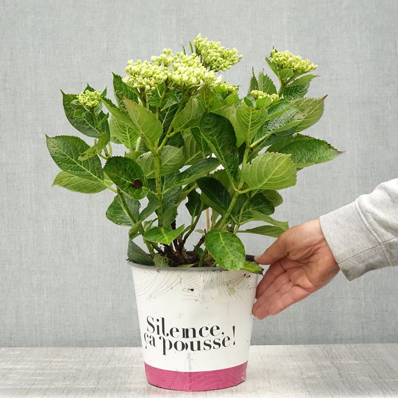Hydrangea macrophylla Pinky Binder- Mophead Hydrangea 4L/5L pot sample as delivered in spring