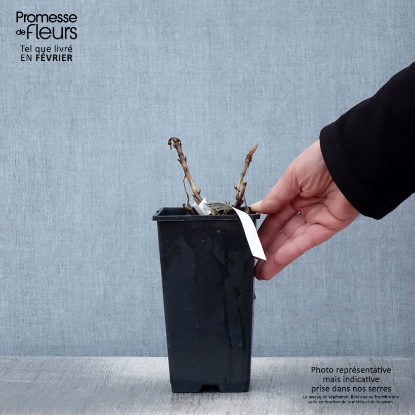 Hydrangea macrophylla Princess Diana 1.5L/2L pot sample as delivered in winter