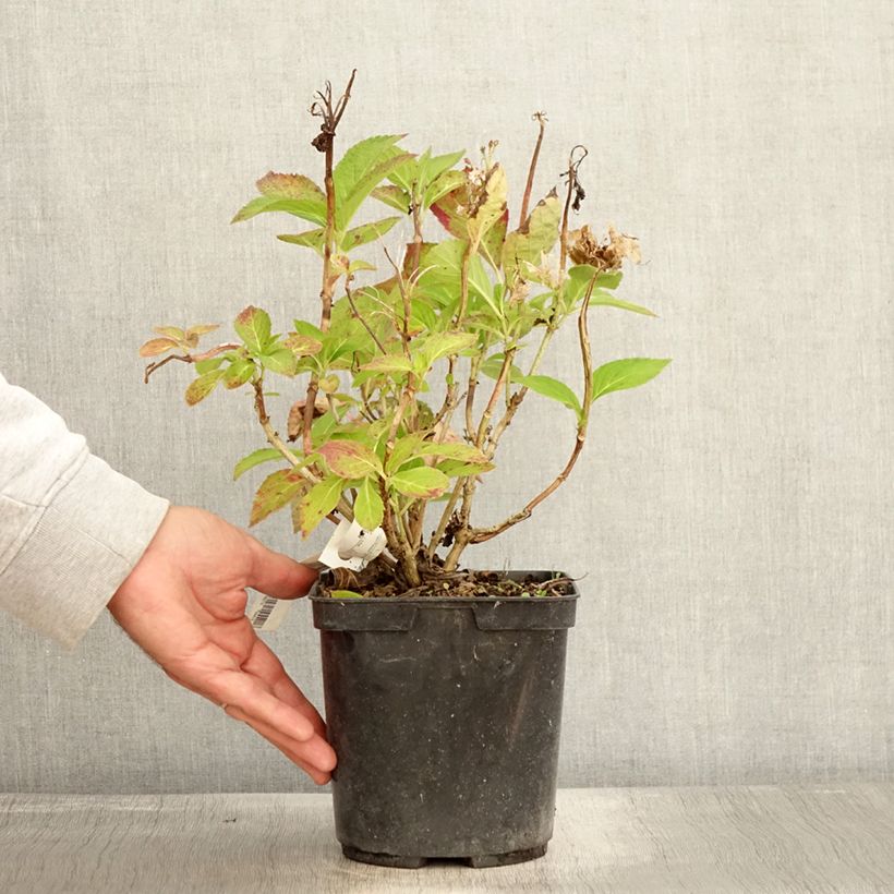 Hydrangea macrophylla Rahic 3L/4L pot sample as delivered in autumn
