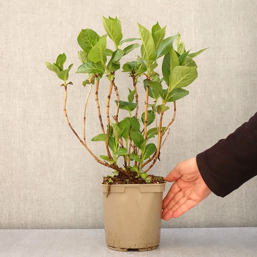 Hydrangea macrophylla Rahic 3L/4L pot sample as delivered in spring