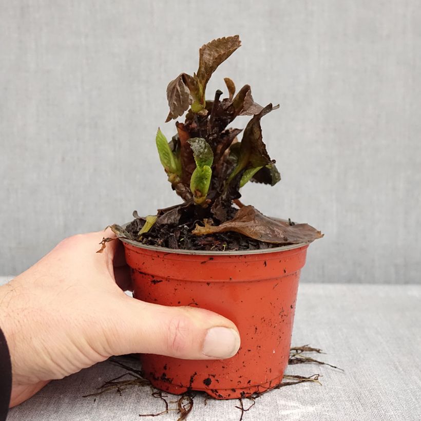 Hydrangea macrophylla Choco Love  12cm pot sample as delivered in autumn