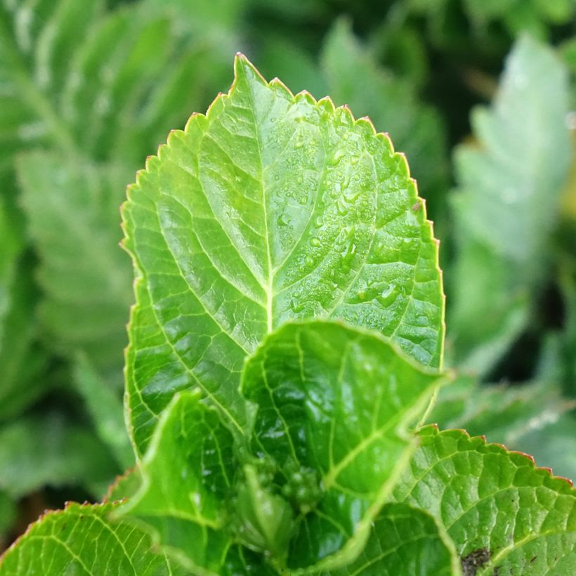 Hydrangea macrophylla Ferrari Love  (Foliage)