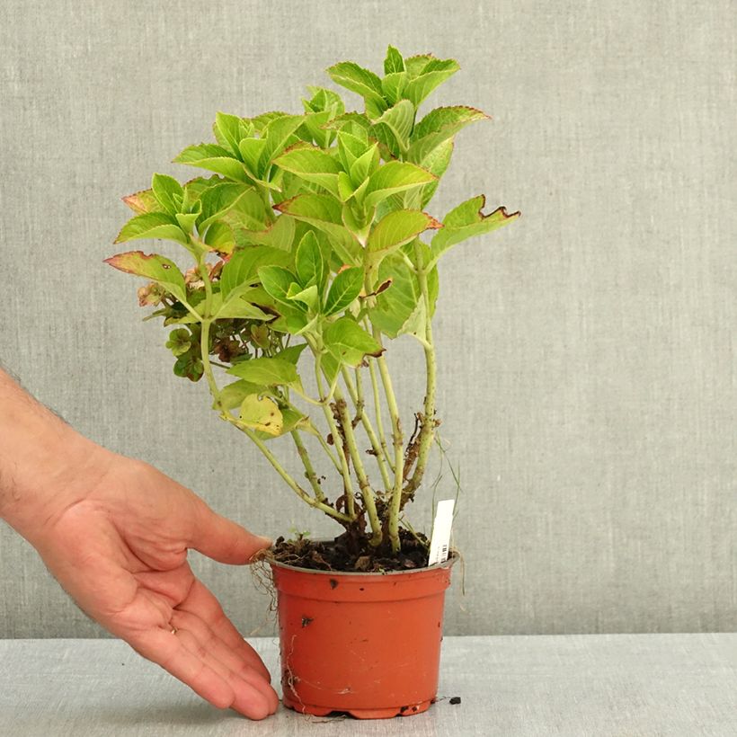 Hydrangea macrophylla Ferrari Love  12cm pot sample as delivered in summer