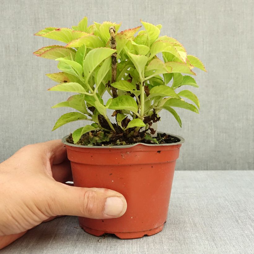 Hydrangea macrophylla Rebellion Red Love 12cm pot sample as delivered in summer