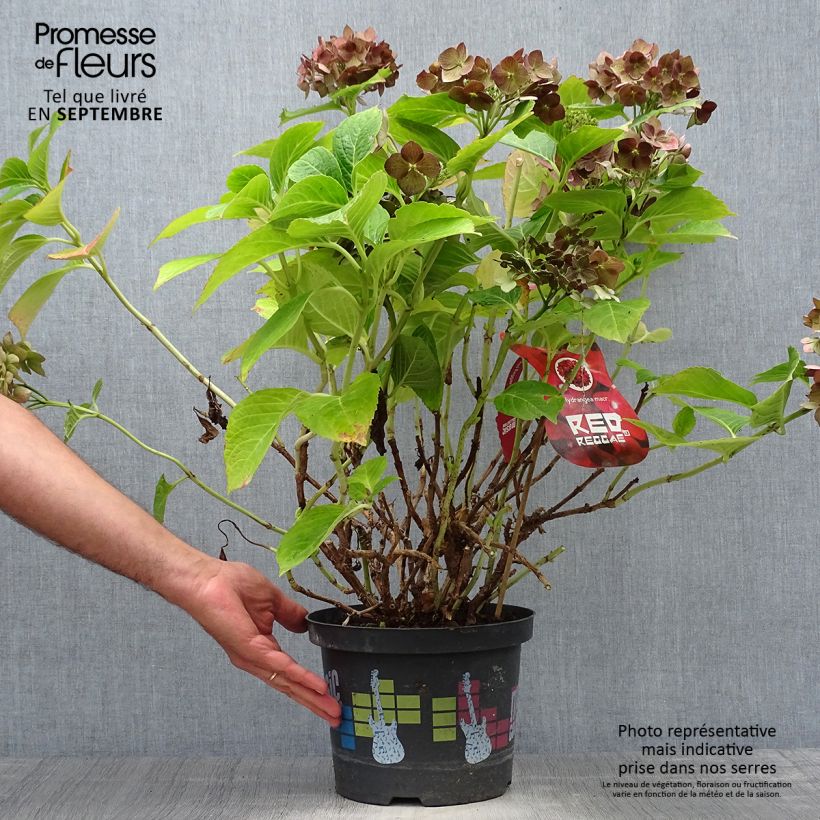 Hydrangea macrophylla Red Reggae 4L/5L pot sample as delivered in autumn