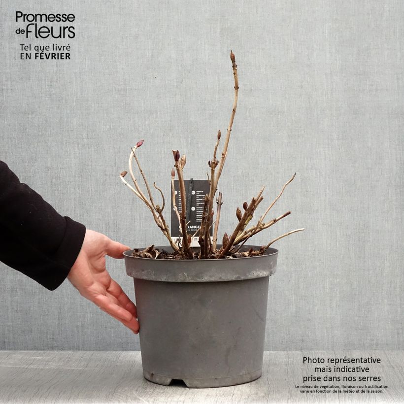 Hydrangea macrophylla Rosita 7.5L/10L pot sample as delivered in winter