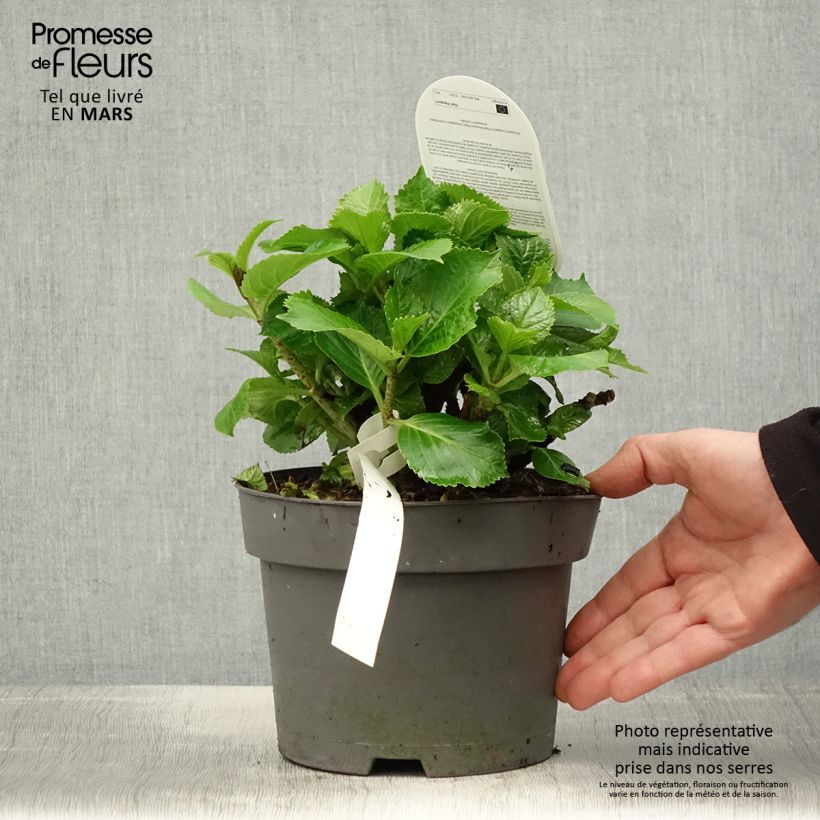 Hydrangea macrophylla Schneeball 2L/3L pot sample as delivered in spring