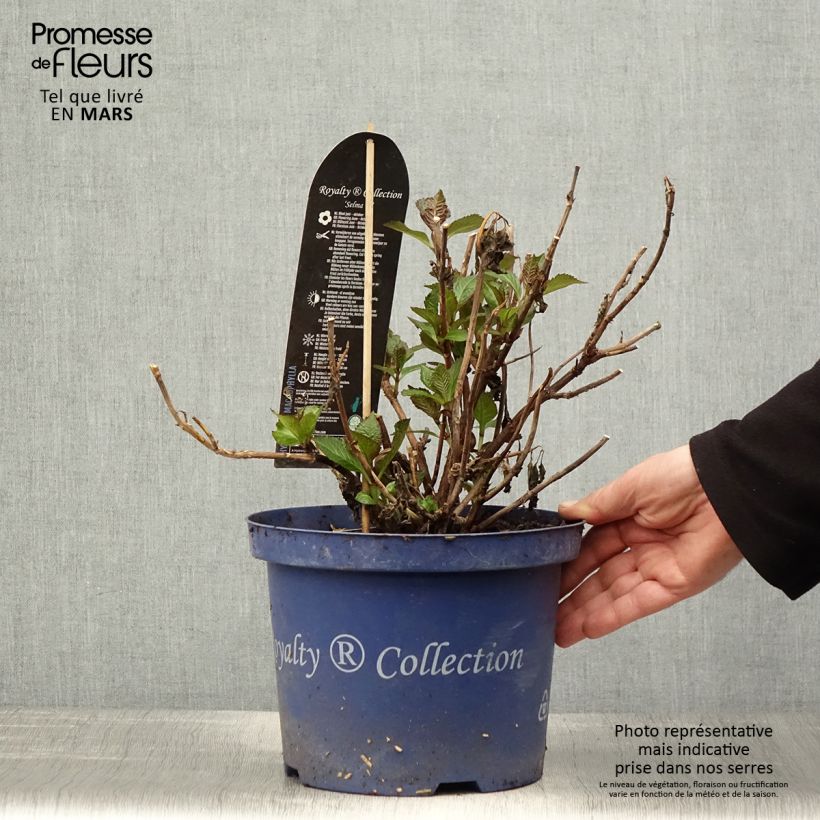 Hydrangea macrophylla Selma 4L/5L pot sample as delivered in spring