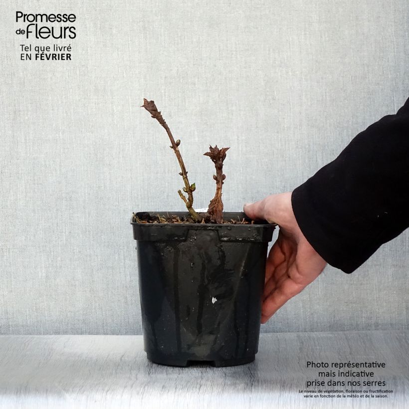 Hydrangea macrophylla So Long Starlit Sky 3L/4L pot sample as delivered in winter