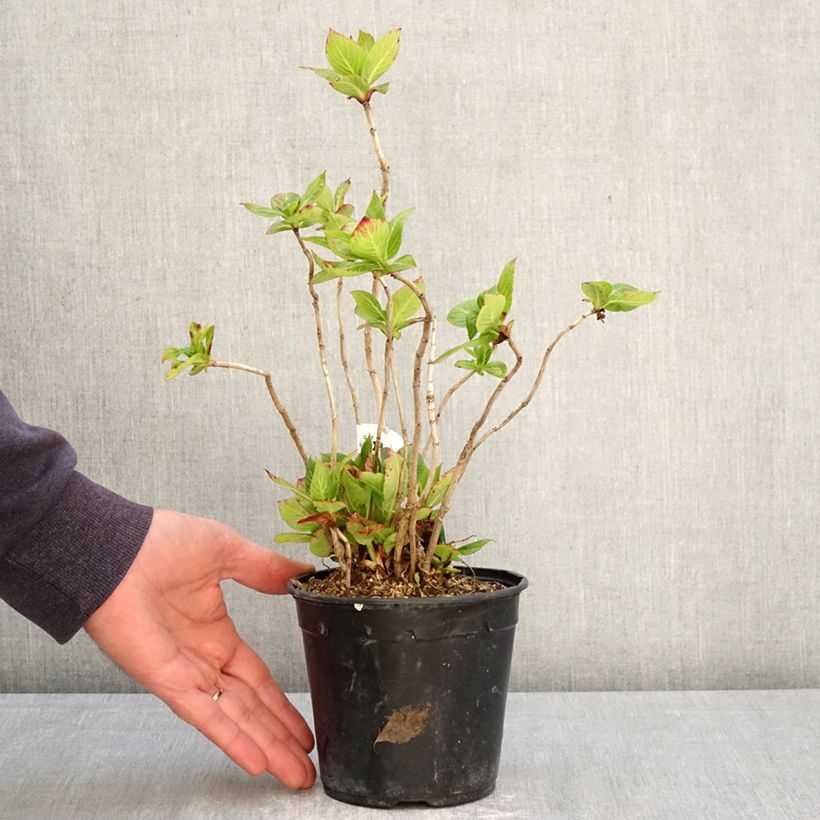 Hydrangea macrophylla So Long Rosy 1.5L/2L pot sample as delivered in spring
