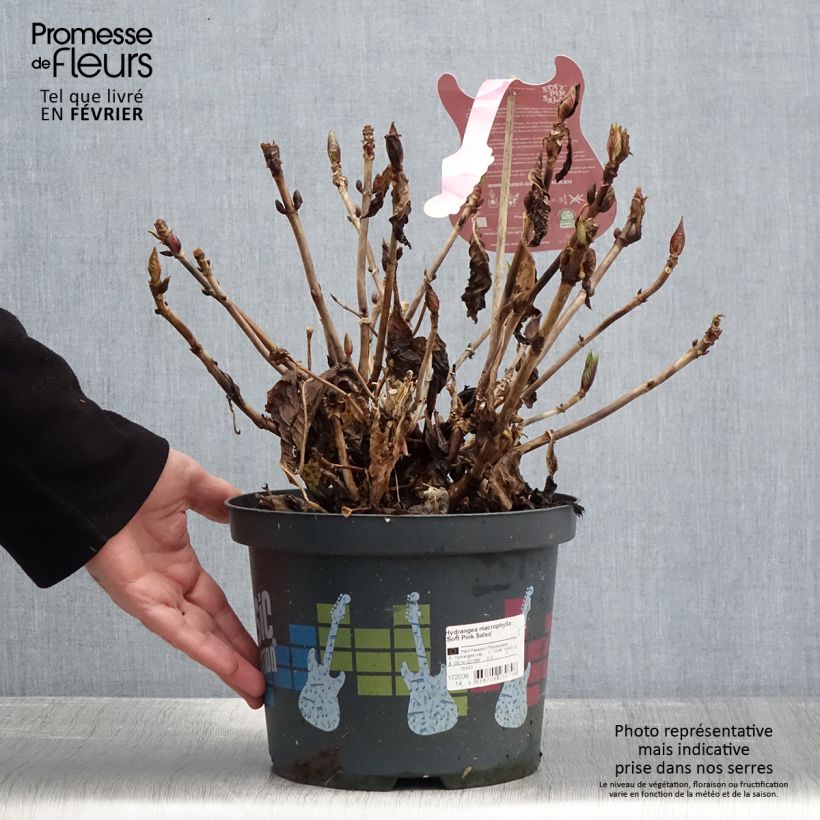 Hydrangea macrophylla Soft Pink Salsa 4L/5L pot sample as delivered in winter