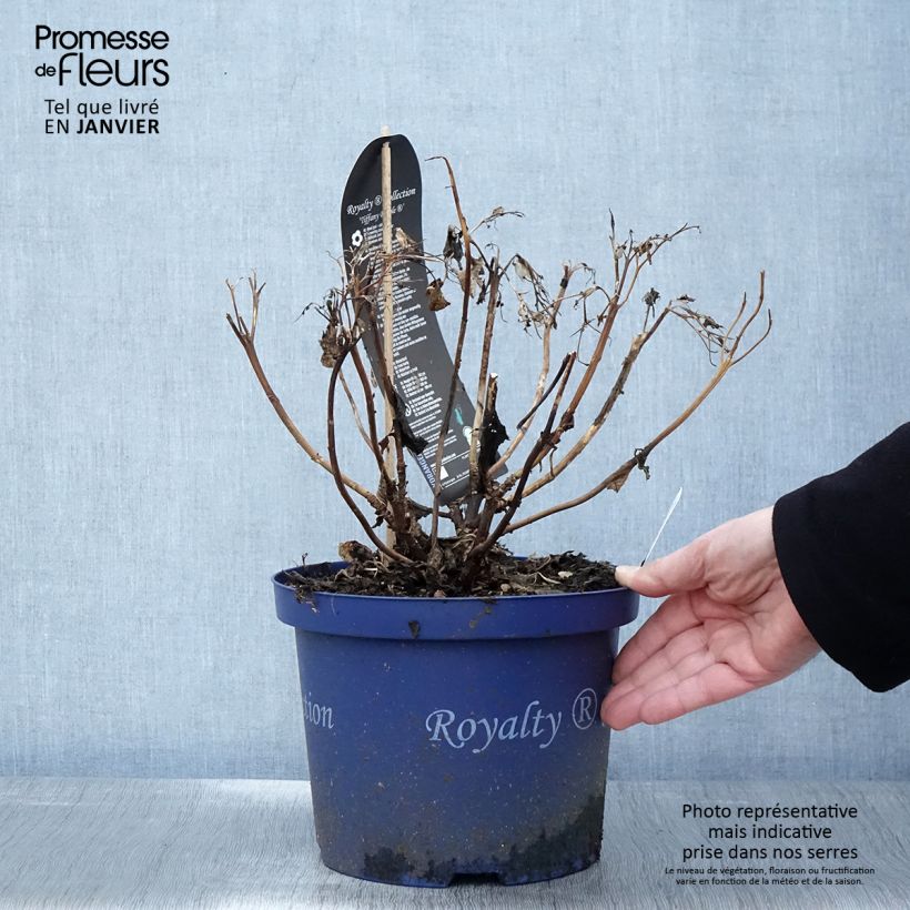 Hydrangea macrophylla Tiffany 4L/5L pot sample as delivered in winter