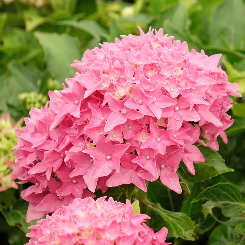 Hydrangea macrophylla Tovelit (Flowering)