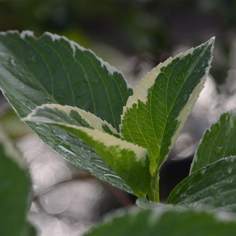 Hydrangea macrophylla Tricolor (Foliage)