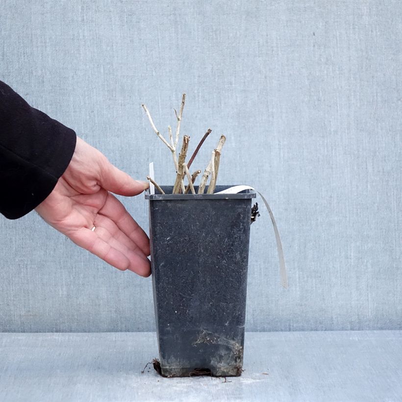 Hydrangea macrophylla Valvert 1.5L/2L pot sample as delivered in winter