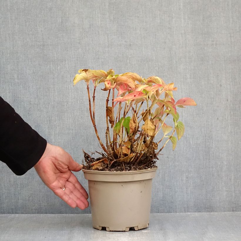 Hydrangea macrophylla Wudu sample as delivered in autumn