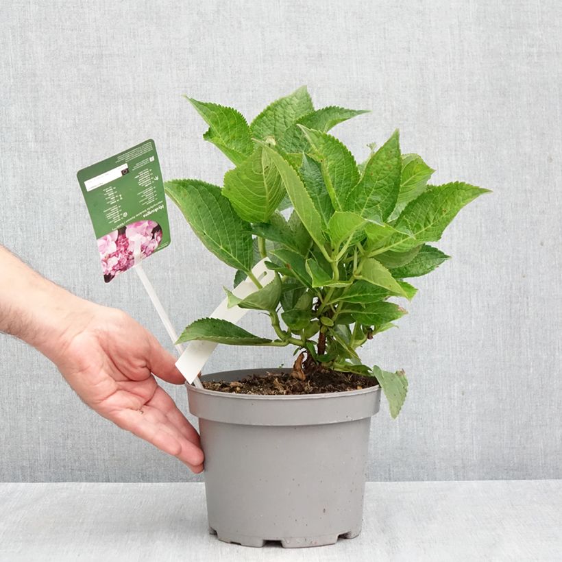 Hydrangea macrophylla Forever 2L/3L pot sample as delivered in autumn