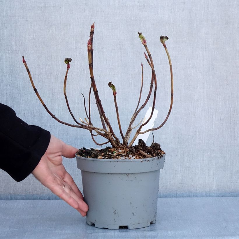 Hydrangea macrophylla Forever 2L/3L pot sample as delivered in winter