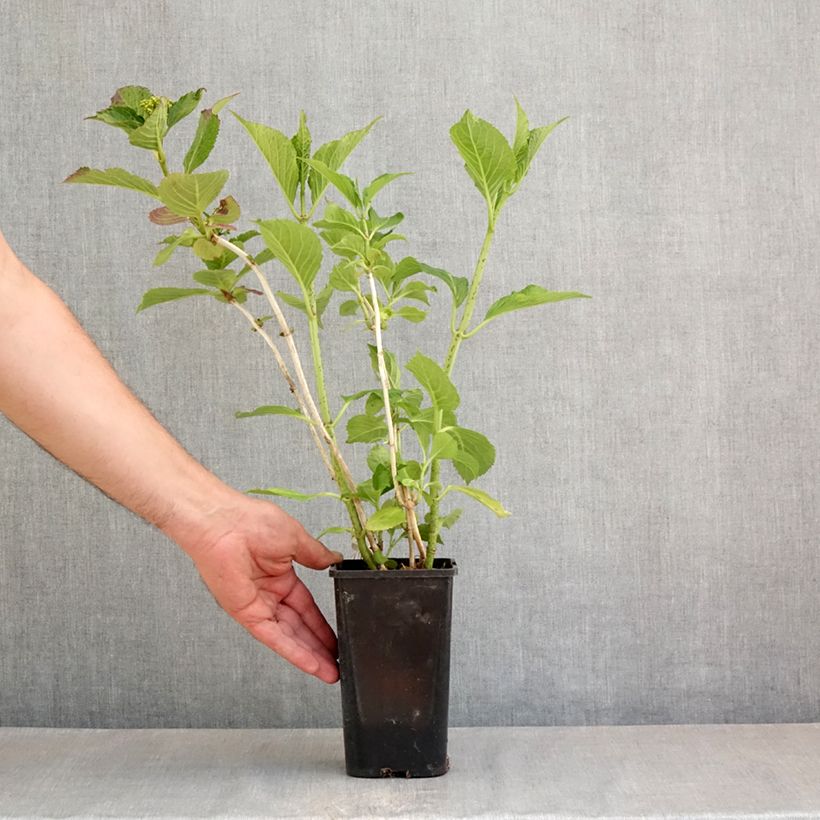 Hydrangea macrophylla Inspire 1.5L/2L pot sample as delivered in spring