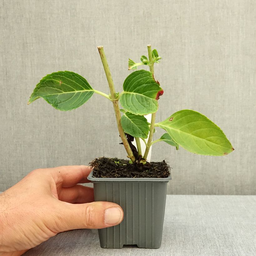 Hydrangea macrophylla Love - Mophead Hydrangea 8/9 cm pot sample as delivered in summer