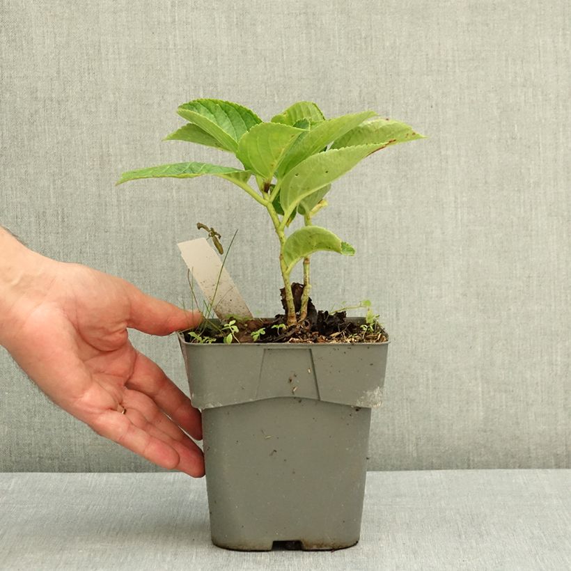 Hydrangea macrophylla Love - Mophead Hydrangea 2L/3L pot sample as delivered in summer