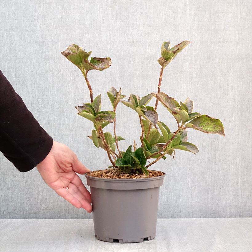 Hydrangea macrophylla Love - Mophead Hydrangea 3L/4L pot sample as delivered in autumn