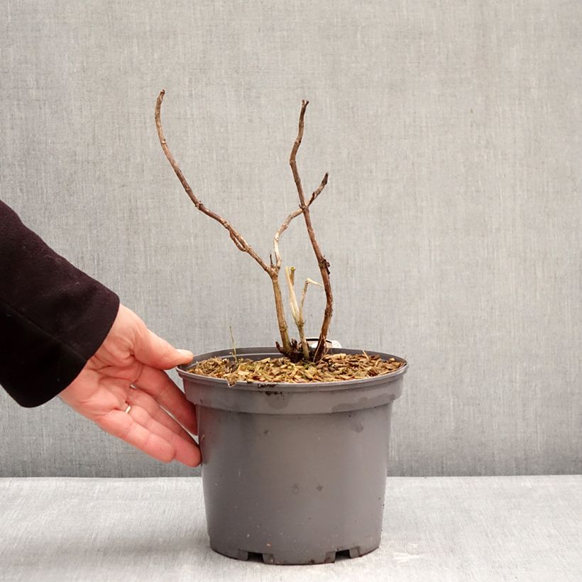 Hydrangea macrophylla Love - Mophead Hydrangea 3L/4L pot sample as delivered in winter