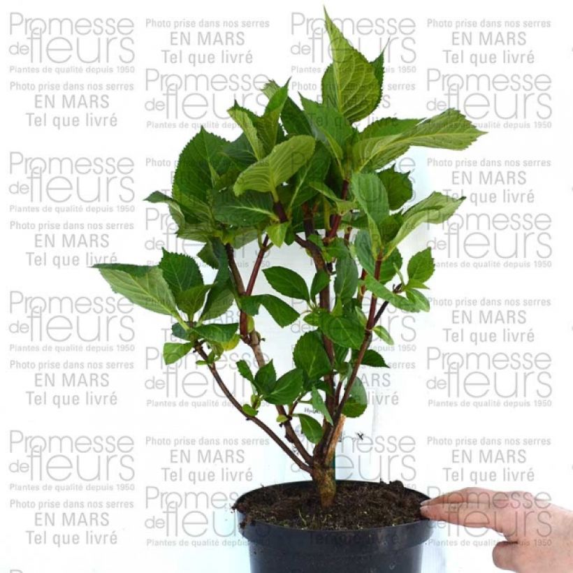 Example of Hortensia - Hydrangea macrophylla Zorro Pot de 2L/3L specimen as delivered