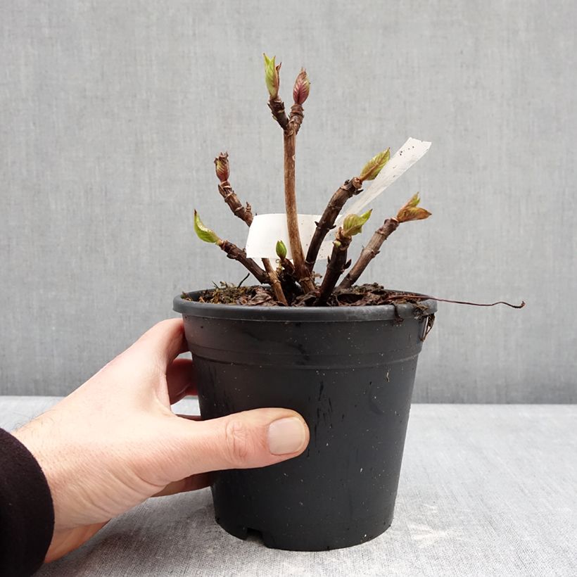 Hydrangea macrophylla Zorro bleu 1L/1.5L pot sample as delivered in winter