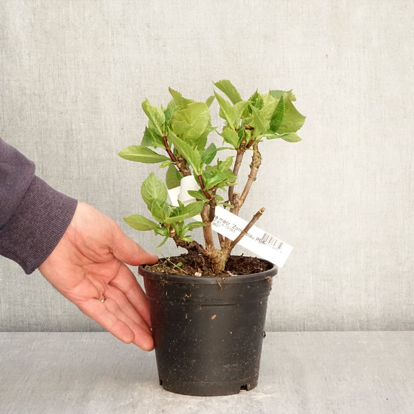Hydrangea macrophylla Zorro bleu 1L/1.5L pot sample as delivered in spring