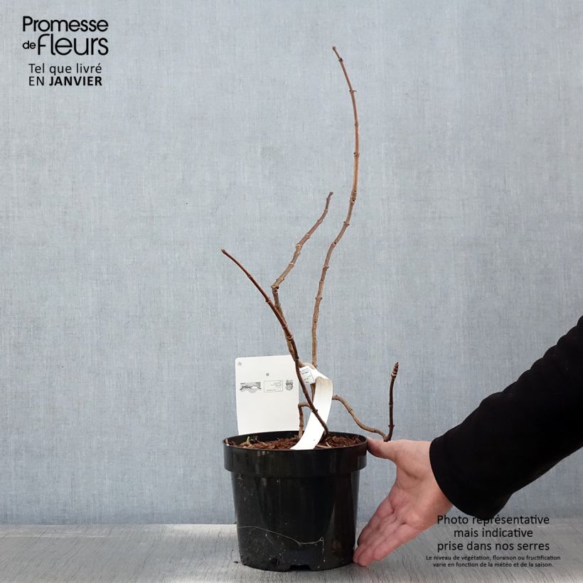 Hydrangea paniculata Great Star Le Vasterival 3L/4L pot sample as delivered in winter