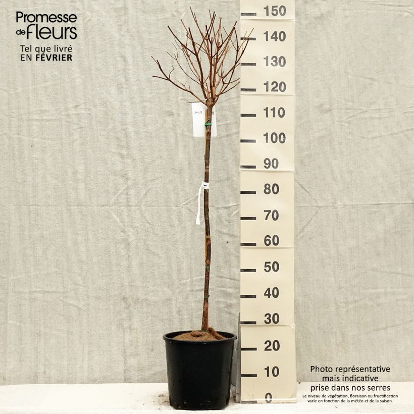 Hydrangea paniculata Limelight 7.5L/10L pot sample as delivered in winter