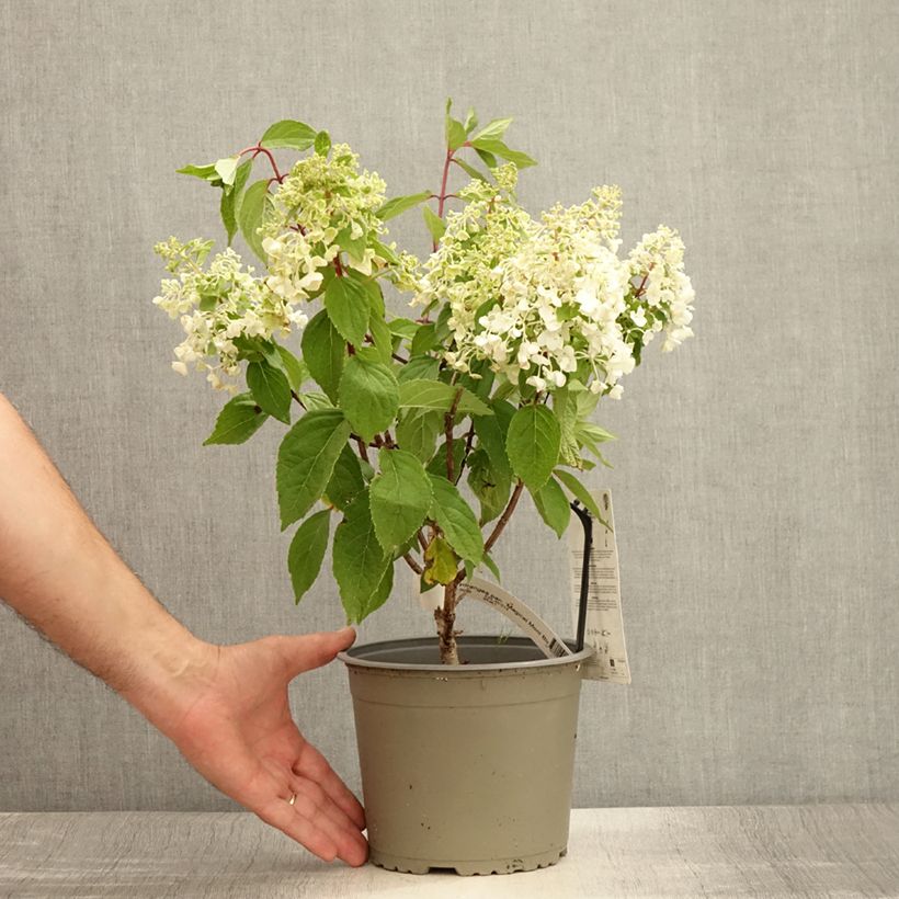 Hydrangea paniculata Magical Mont Blanc 3L/4L pot sample as delivered in summer