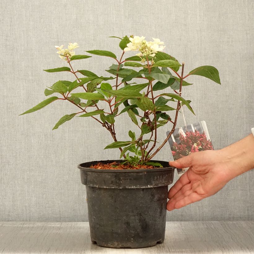 Hydrangea paniculata Magical Vesuvio 4L/5L pot sample as delivered in autumn