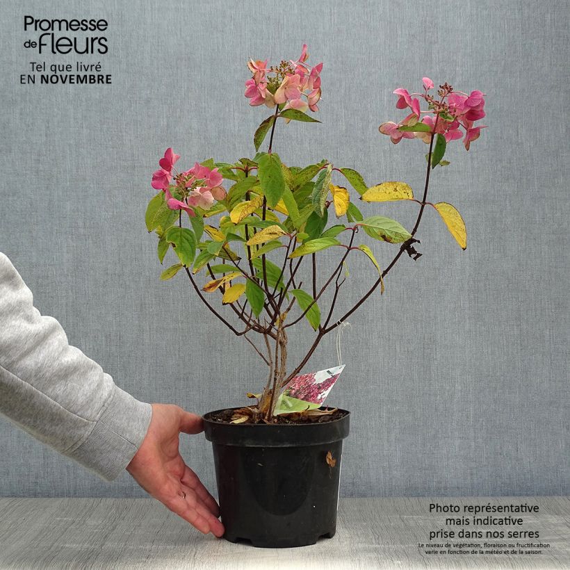 Hydrangea paniculata Mega Mindy 2L/3L pot sample as delivered in autumn