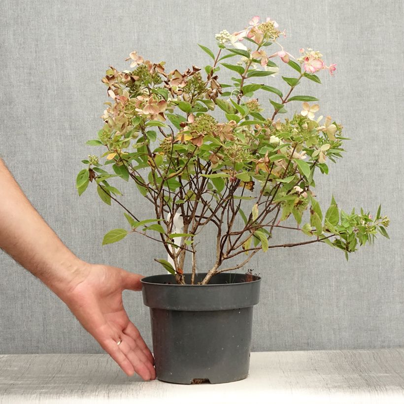 Hydrangea paniculata Pastelgreen 3L/4L pot sample as delivered in summer