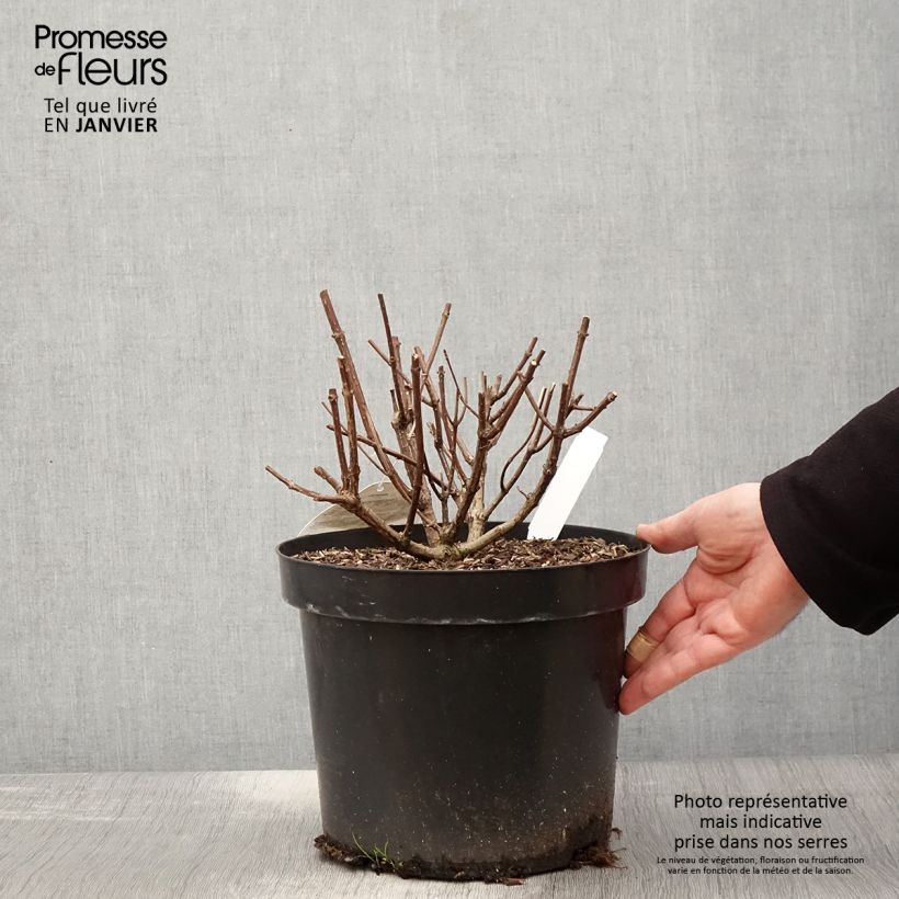 Hydrangea paniculata Pastelgreen 7.5L/10L pot sample as delivered in winter