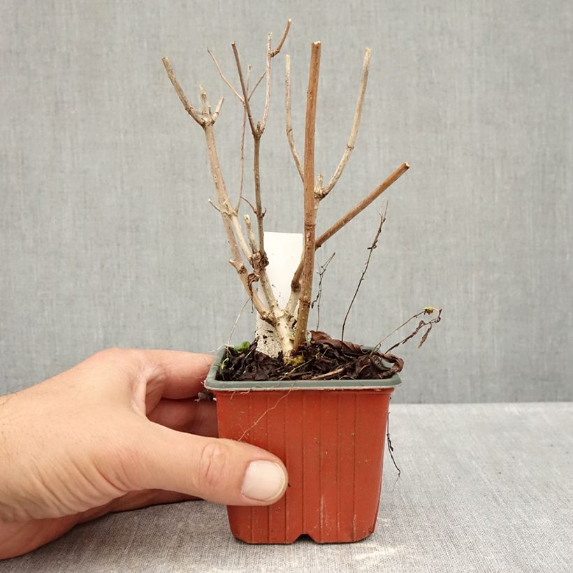 Hydrangea paniculata Pink Diamond 8/9 cm pot sample as delivered in autumn