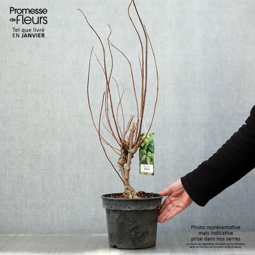 Hydrangea paniculata Shikoku Flash 3L/4L pot sample as delivered in winter