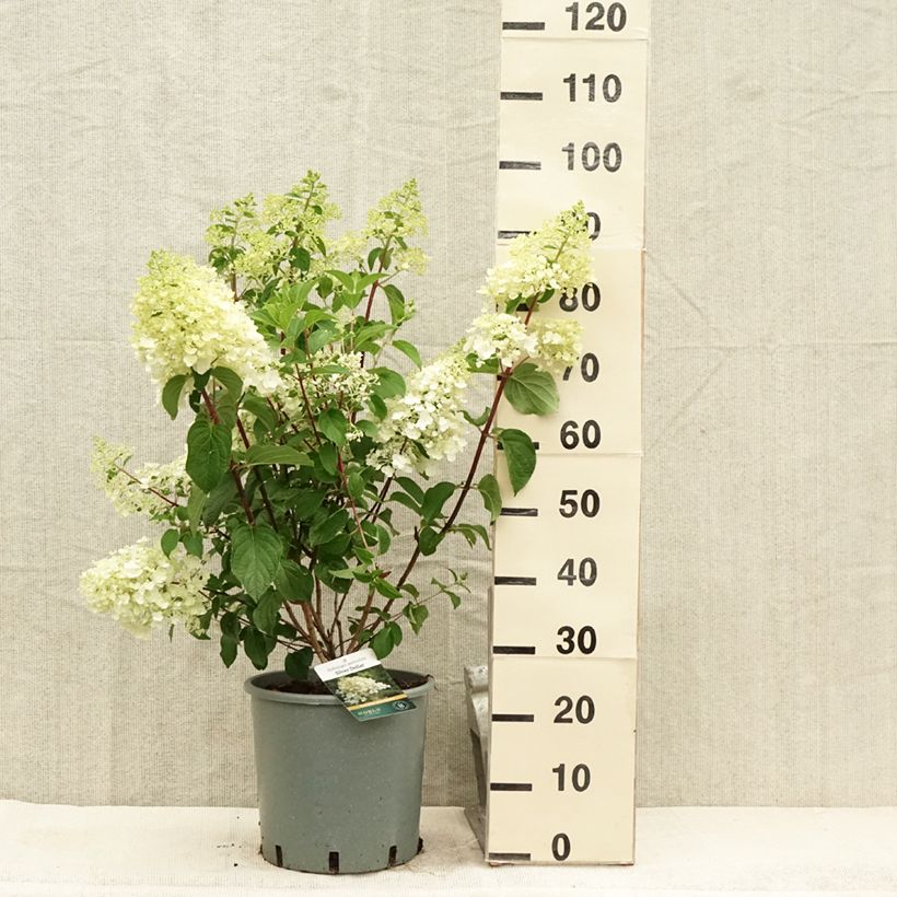 Hydrangea paniculata Silver Dollar 7.5L/10L pot sample as delivered in summer