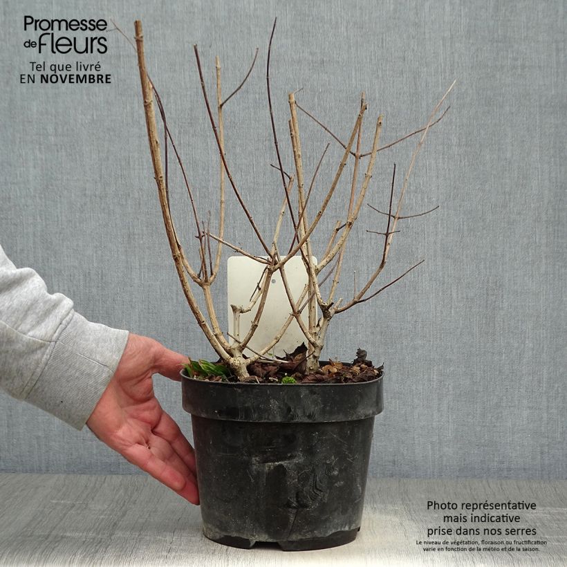 Hydrangea paniculata Sundae Fraise 2L/3L pot sample as delivered in autumn