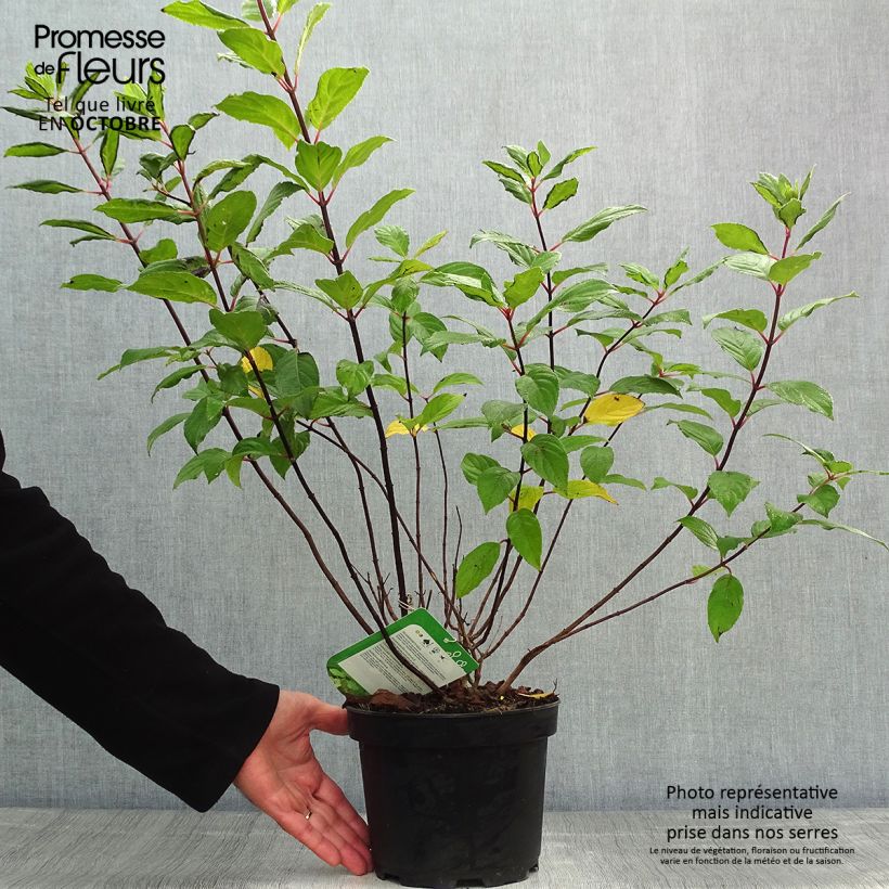 Hydrangea paniculata Unique 2L/3L pot sample as delivered in autumn