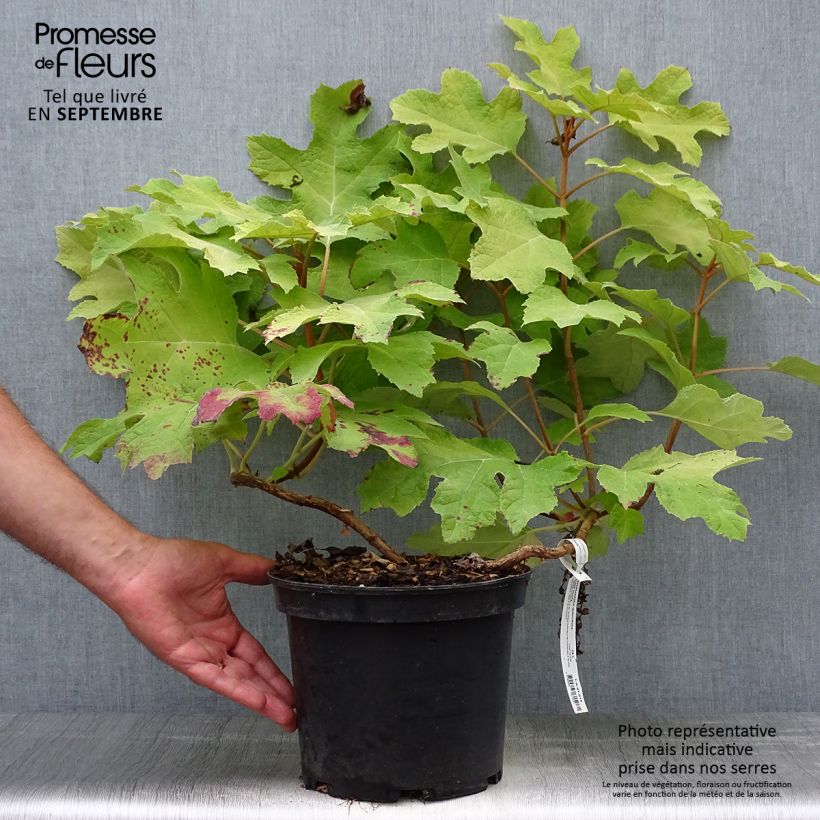 Hydrangea quercifolia Little Honey 4L/5L pot sample as delivered in autumn